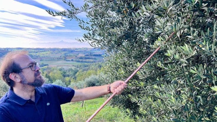 Olio piemontese, i produttori: “Vogliamo il riconoscimento Igp”
