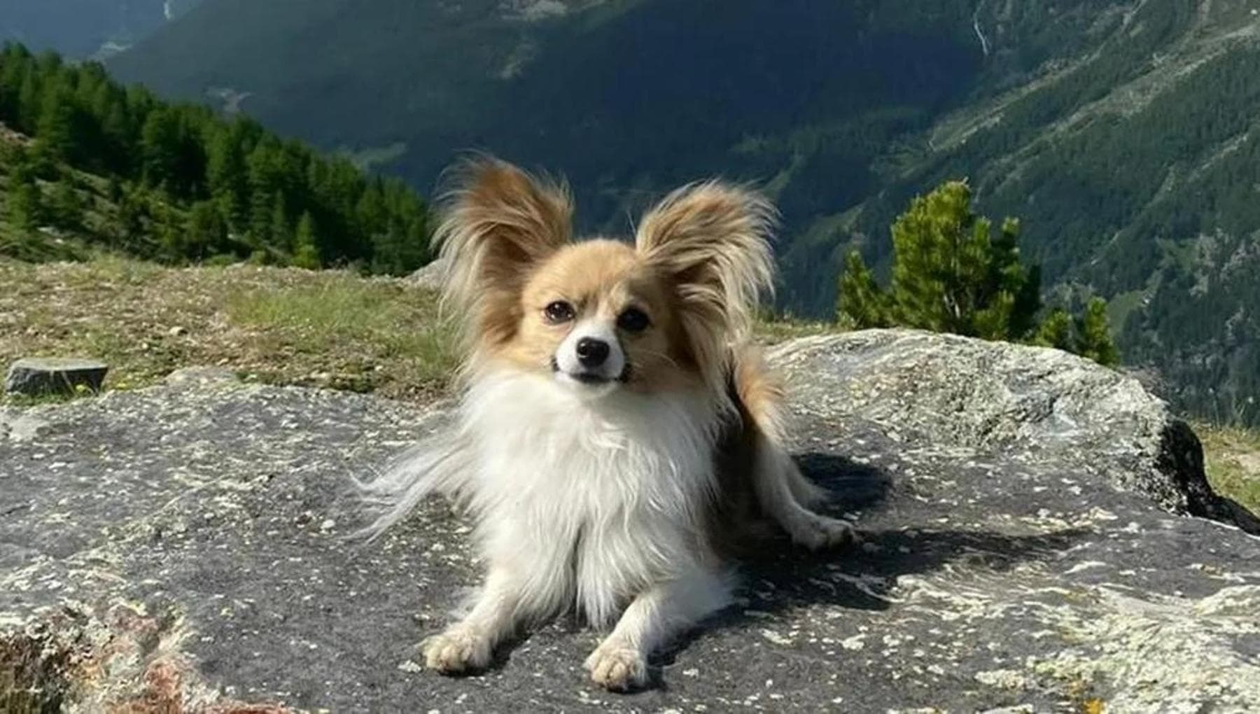 Filip, il piccolo eroe del ghiacciaio: il cane Chihuahua che ha salvato ...