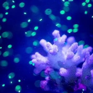 Le microplastiche possono influire sulla salute degli oceani