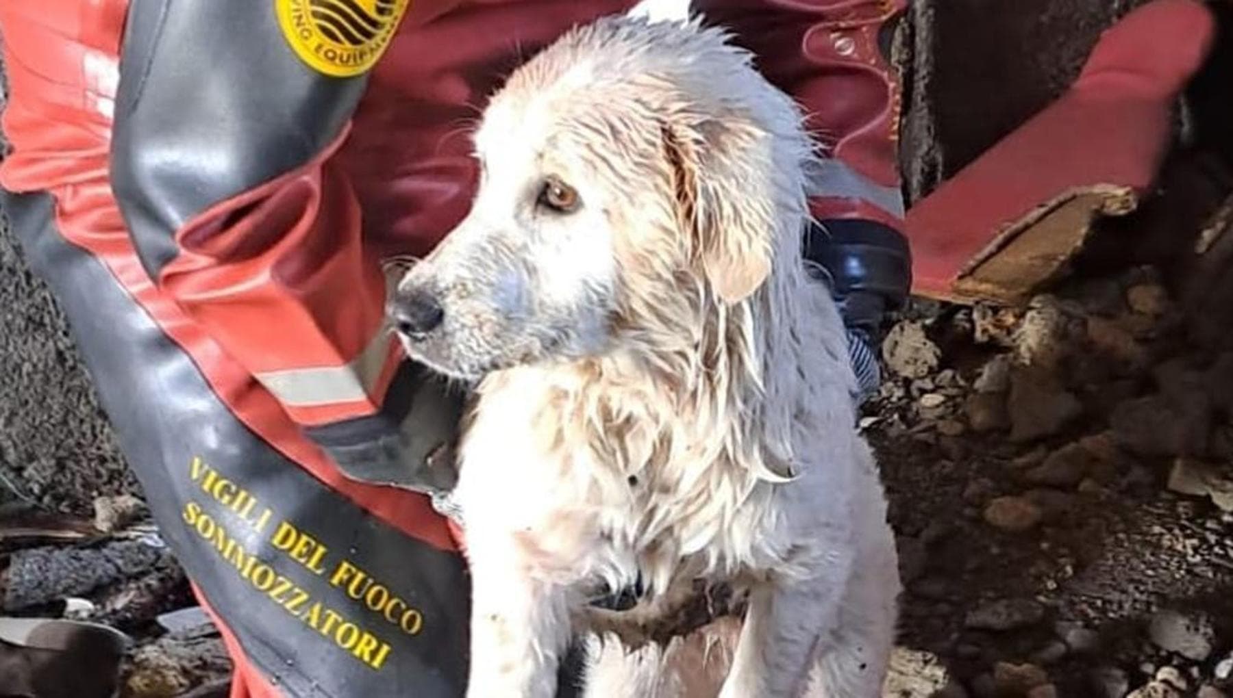 Un cane intrappolato e semisommerso in una vasca salvato dall’acqua ...