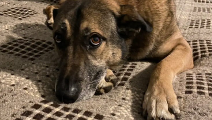 La reazione del cane Orson dopo aver dormito in un vero letto per la ...
