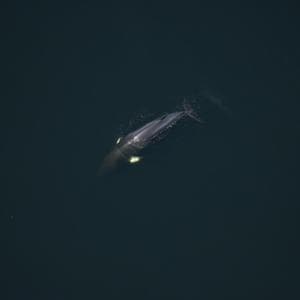 Dall’accoppiamento alla condivisione del cibo, così beluga e balene si adattano alle crisi climatica