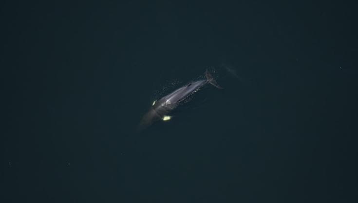 (foto: Fisheries and Oceans Canada)