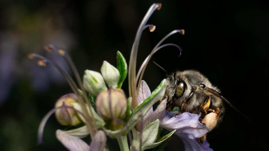 Anthophora dispar (foto:Marco Penco)