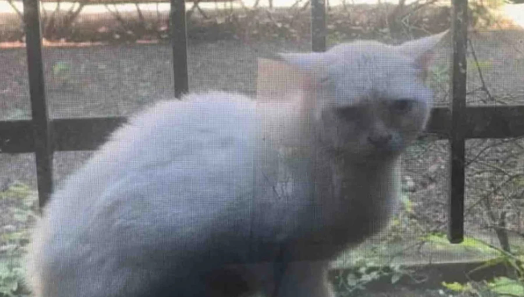 Un gatto si presenta alla finestra per guardare la vita che lo aspetta ...