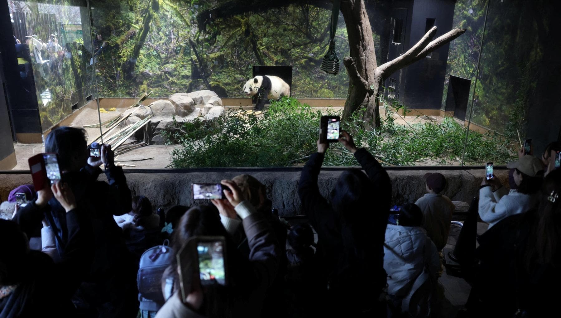 Tokyo: İkizler Çin'e dönüyor, bu “panda diplomasisinin” sonu