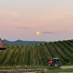 La new entry dei Colli tortonesi, tra l’avvincente Timorasso e la sorprendente Barbera