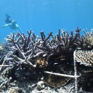 Grande barriera corallina, il paradosso: cala l’inquinamento atmosferico e peggiora lo sbiancamento