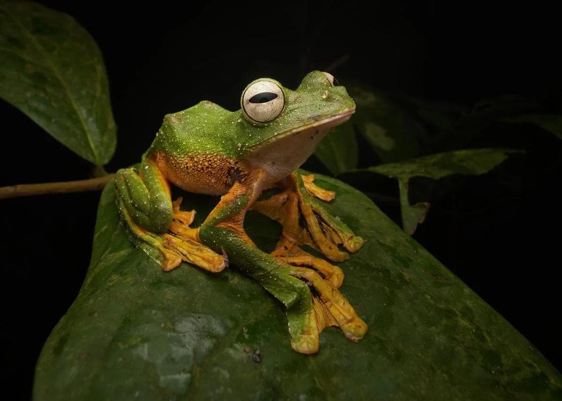 Capturing Ecology 2025 Animals Winner: "Wallace’s Flying Frog" by Jamal Kabir
