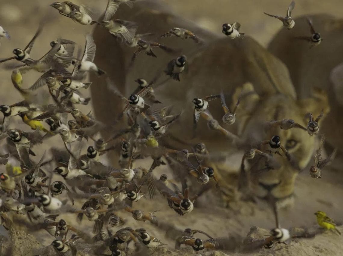 Capturing Ecology 2025 Interactions Winner: "Lioness one eye behind birds" by Willem Kruger