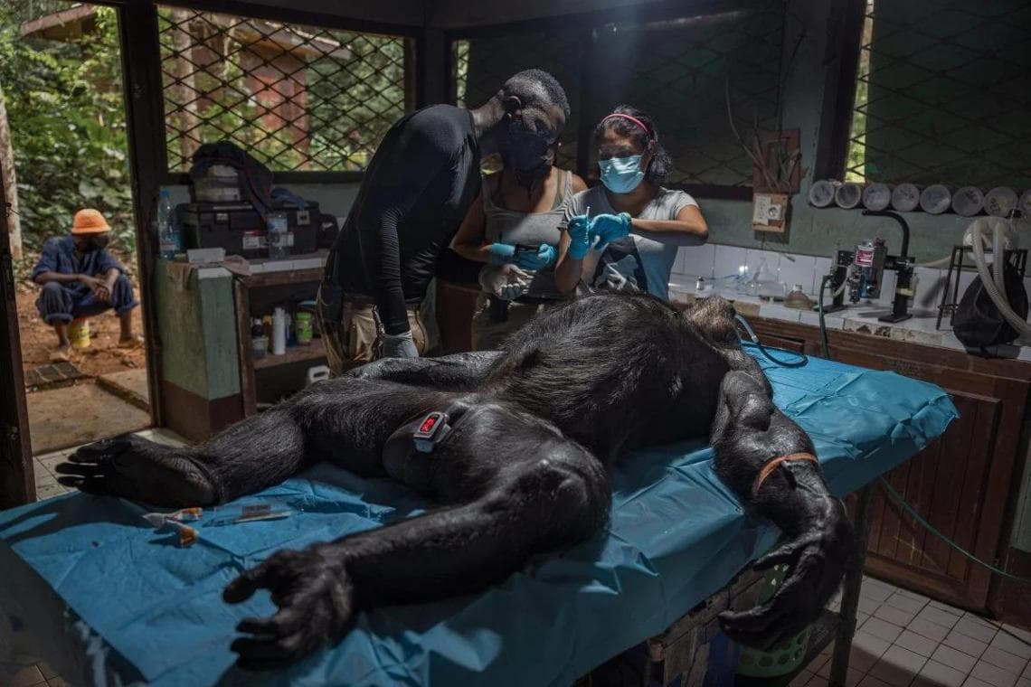 Capturing Ecology 2025 Ecologists in Action Winner: "Ready for Everything" by Roberto García Roa