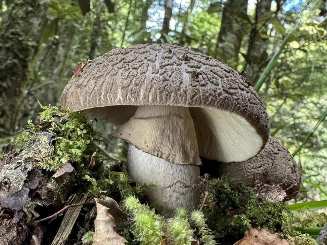 Capturing Ecology 2025 Mobile Ecology Winner: "Amanita nothofagi" by Hui Syn Chan