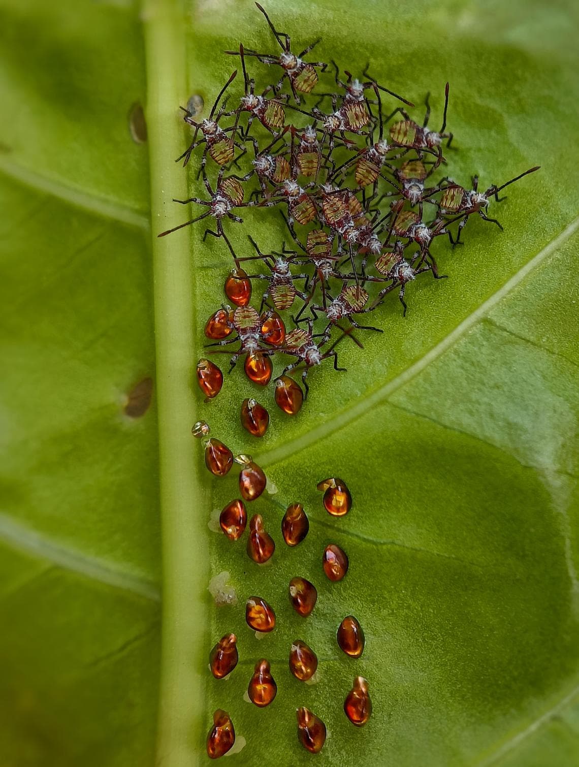 Capturing Ecology 2025 Up Close Winner: "Emerging Life" by Sritam Kumar Sethy