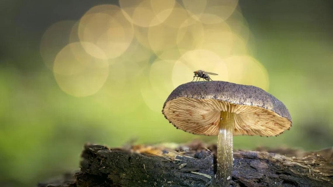 Capturing Ecology 2025 Plants and Fungi Winner: "Miniature encounter" by Francisco Gamboa