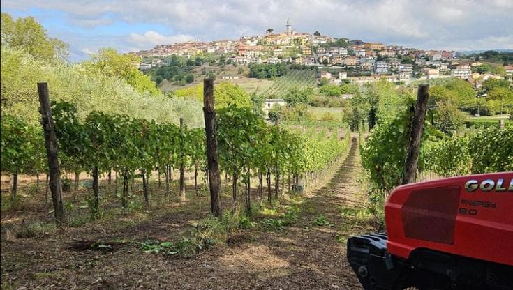 I vigneti di Borgodangelo