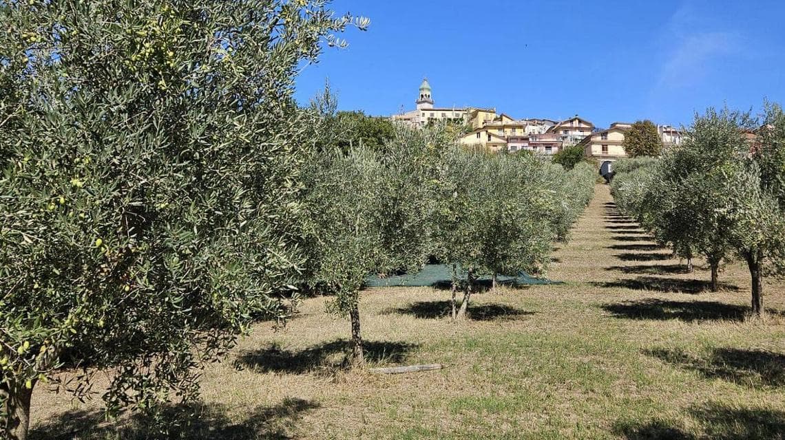 L'oliveto