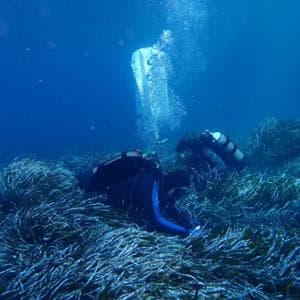 Un’oasi climatica nel Mediterraneo orientale: qui la biodiversità resiste alla crisi climatica