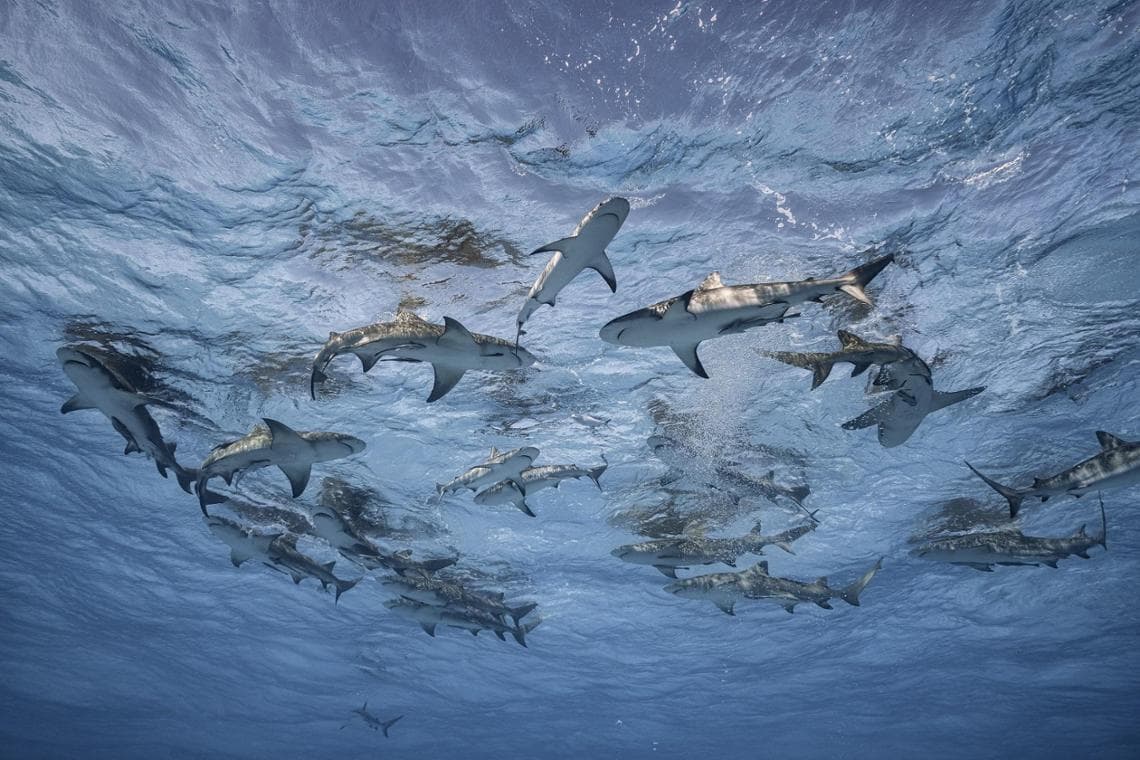 Grand Bahama, Bahamas, 2019 (foto: Cristina Mittermeier)