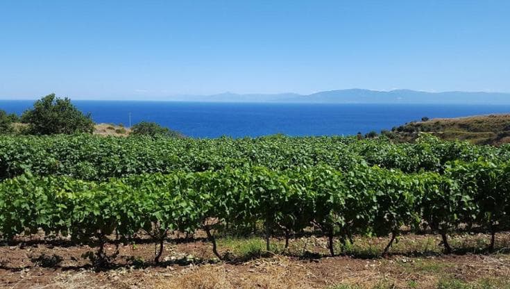 Magliocco Canino e Zibibbo: il racconto corale dei vini della Costa degli dei