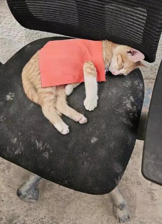 Manicotto Per Cani Manica Addestramento Cani - 33cm, Cotone E Lino, Per Esercizi Morso E Tiro, Pieghevole E Portatile Protezione Braccio - 5