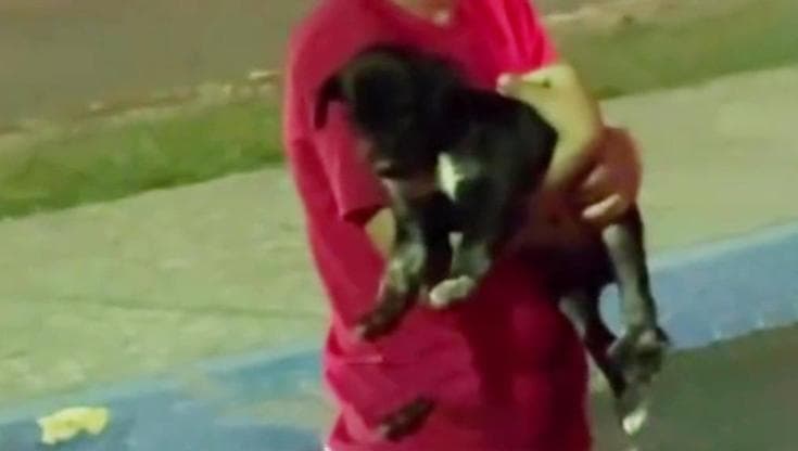 Trova un cane per strada, il bambino prova in tutti i modi a convincere ...