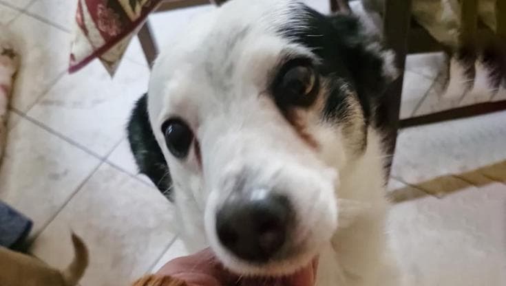 Il lieto fine del cane Tobby, l’orfano invisibile che ha trovato casa ...
