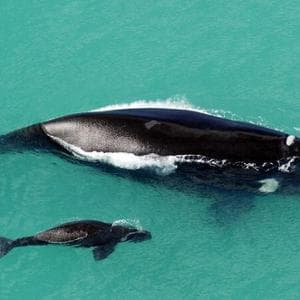 Cosa ci insegnano le balene franche su come l'uomo sta cambiando i mari