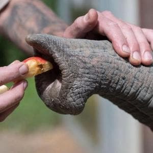 Migliaia di baffi intelligenti sulla proboscide: ecco i segreti del tatto degli elefanti