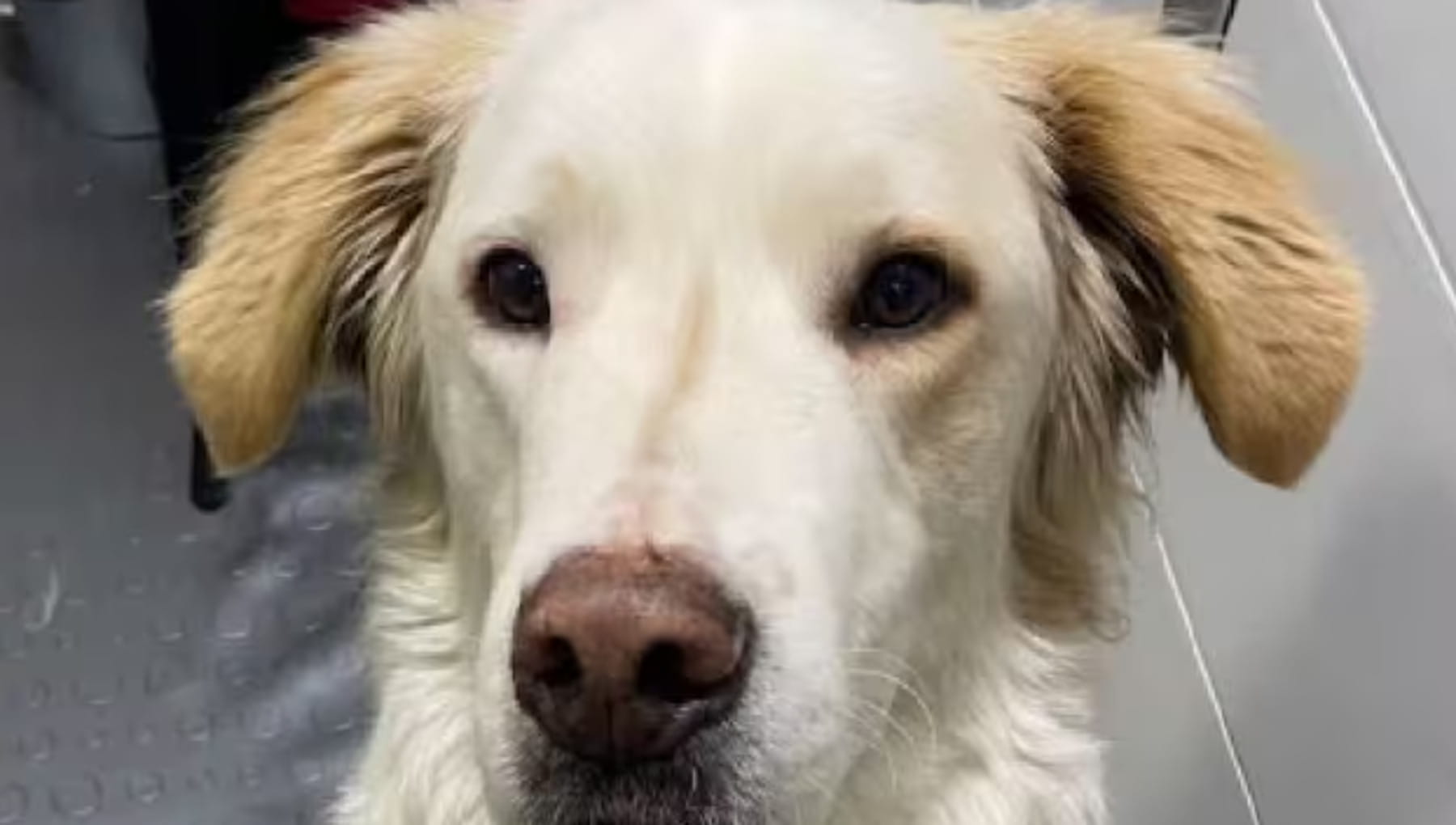 Beethoven, il cane restituito tre volte, trova finalmente la sua casa ...