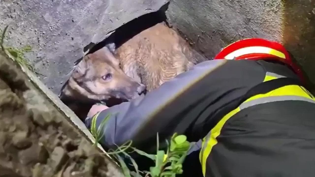 Sesto Fiorentino, un cane estratto da una tubazione a tre metri di ...