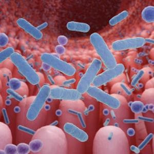 Microbiota e salute metabolica: c’è un batterio “alleato” del fegato
