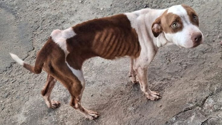 Ruby Cane La trasformazione del cane Ruby, passato dal combattere per ...