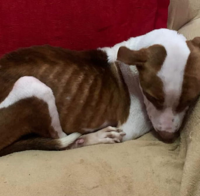 Ruby Cane La trasformazione del cane Ruby, passato dal combattere per ...