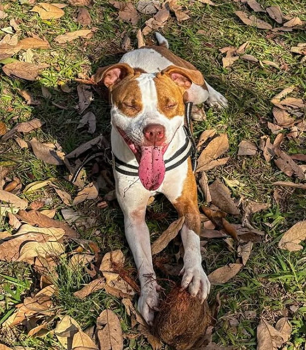Ruby Cane La trasformazione del cane Ruby, passato dal combattere per ...