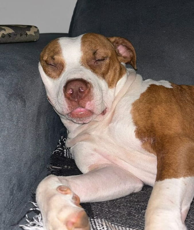 Ruby Cane La trasformazione del cane Ruby, passato dal combattere per ...