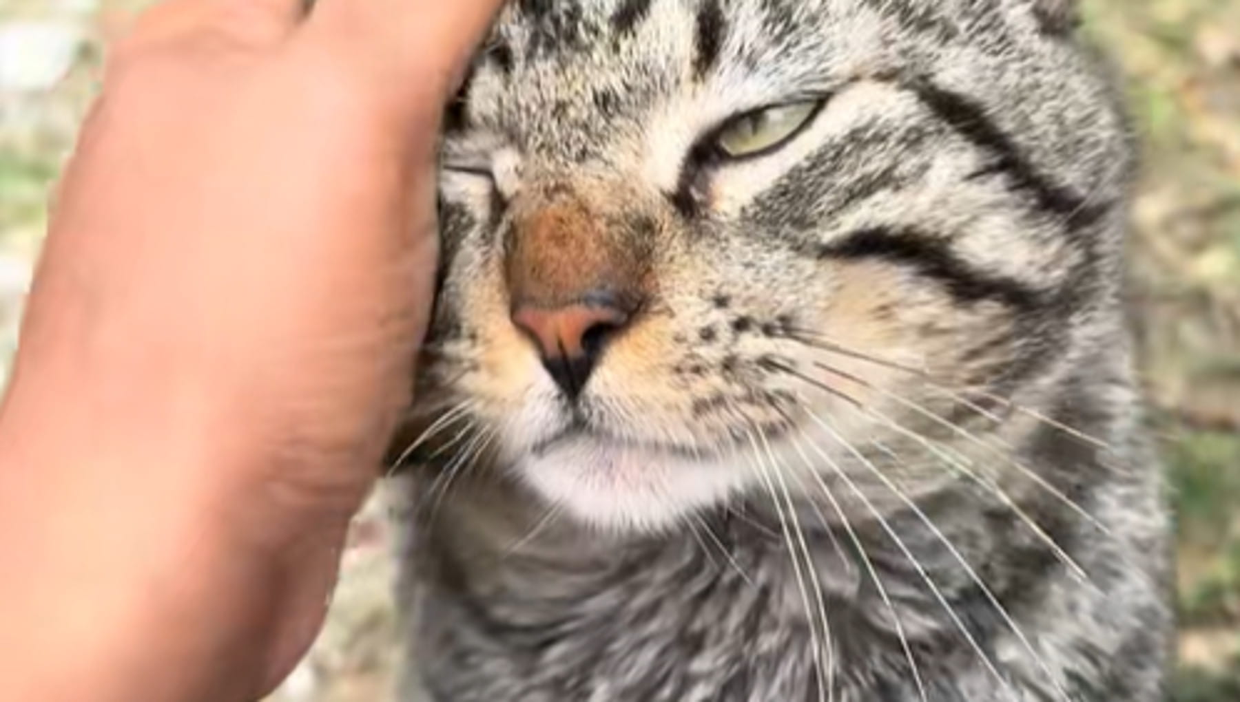 Un gatto randagio cerca cibo ogni giorno nello stesso cortile. Poi la ...