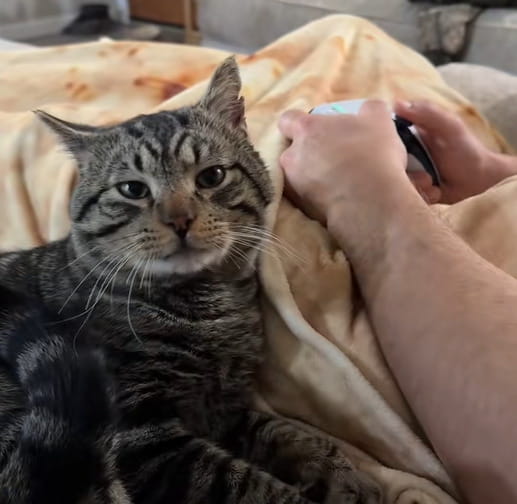 Un gatto randagio cerca cibo ogni giorno nello stesso cortile. Poi la ...
