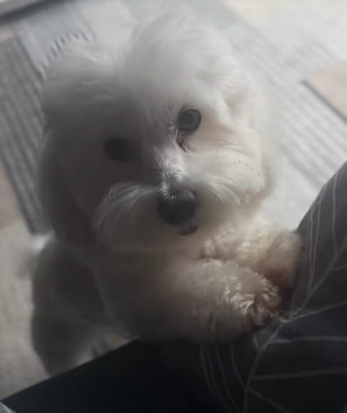 Il cane Oscar ha vegliato il corpo del suo umano per quattro giorni ...