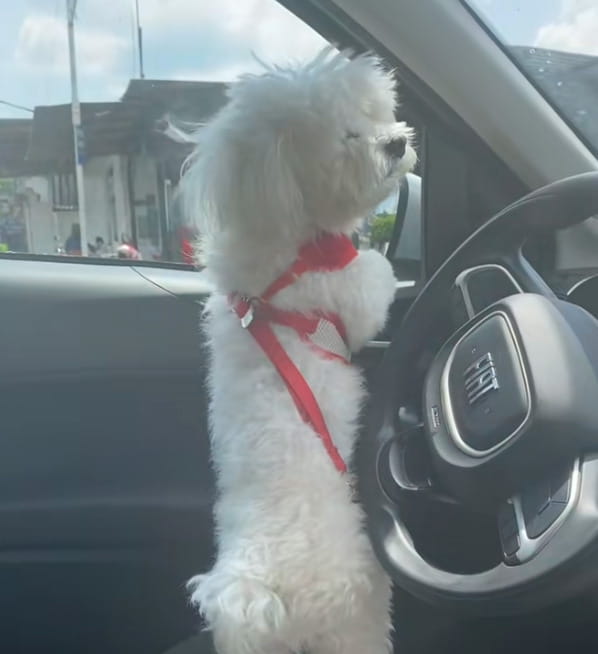 Il cane Oscar ha vegliato il corpo del suo umano per quattro giorni ...