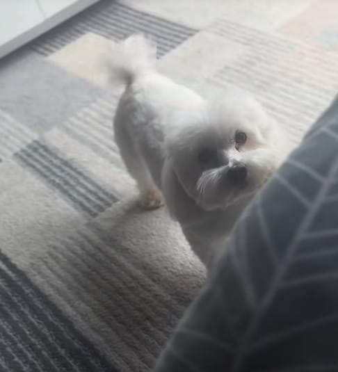 Il cane Oscar ha vegliato il corpo del suo umano per quattro giorni ...