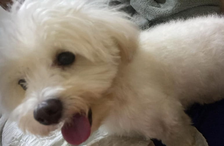 Il cane Oscar ha vegliato il corpo del suo umano per quattro giorni ...