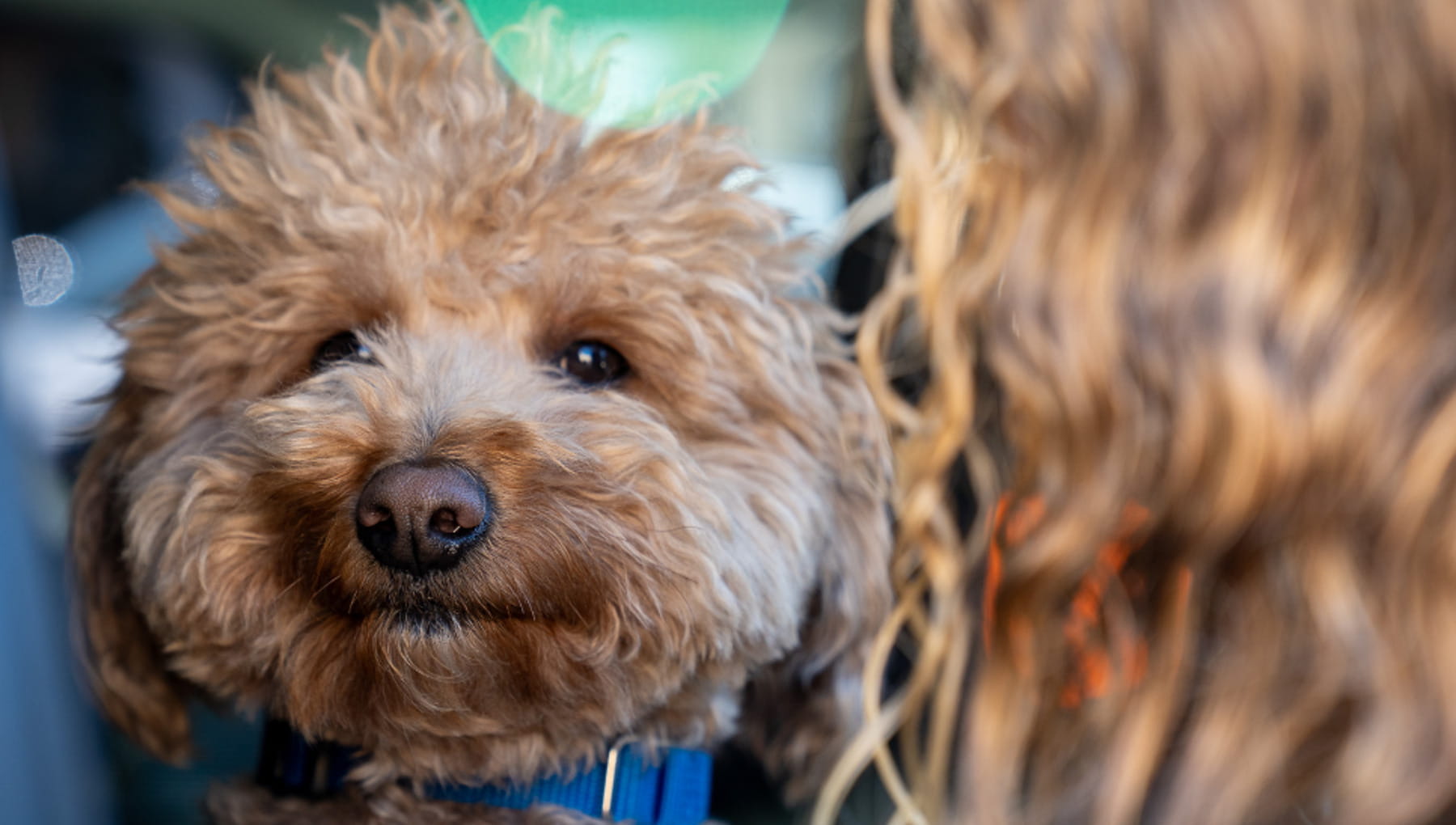 Il cane abbandonato in aeroporto è “ufficialmente atterrato” a casa del ...