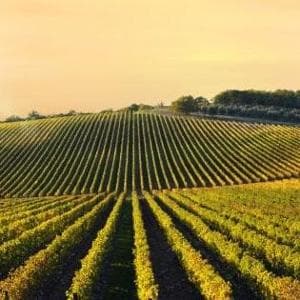 Vino, perché il biologico non basta più: la svolta sostenibile del vigneto italiano