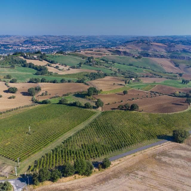Le Marche in un calice di Verdicchio: il sapore dei castelli di Jesi