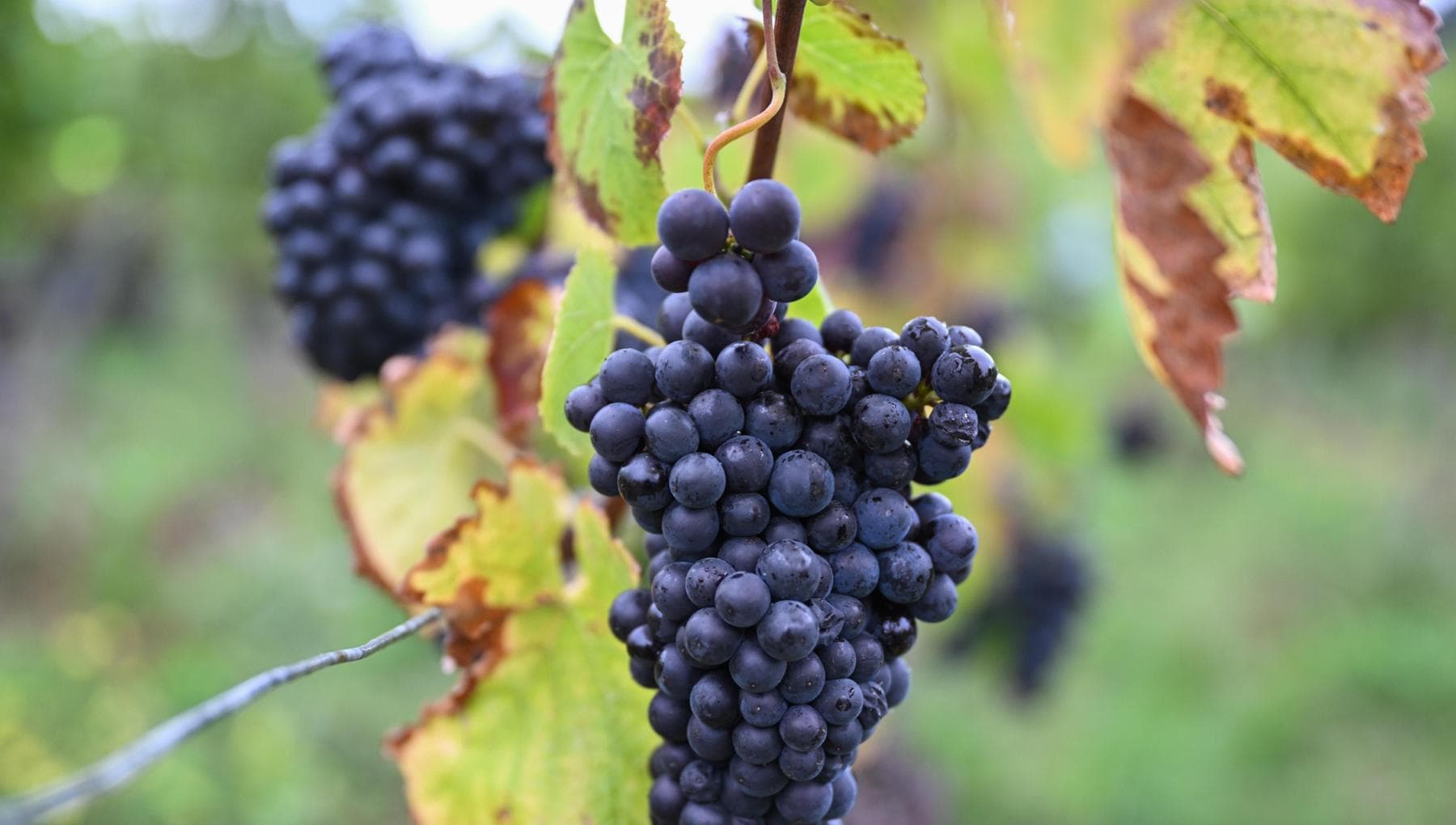 DallEtna alla Patagonia: tutte le metamorfosi del Pinot nero, il vitigno che ascolta