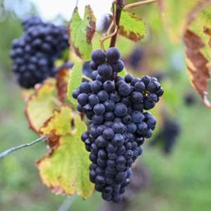 Dall’Etna alla Patagonia: tutte le metamorfosi del Pinot nero, il vitigno che “ascolta”