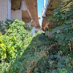 Kentsel yeşillik, kuşları (ve ağaçları) korumak için kesmeyi ve budamayı bırakın