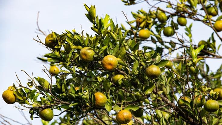 Pianta di bergamotto, come coltivare e curare l'arbusto dai frutti aromatici