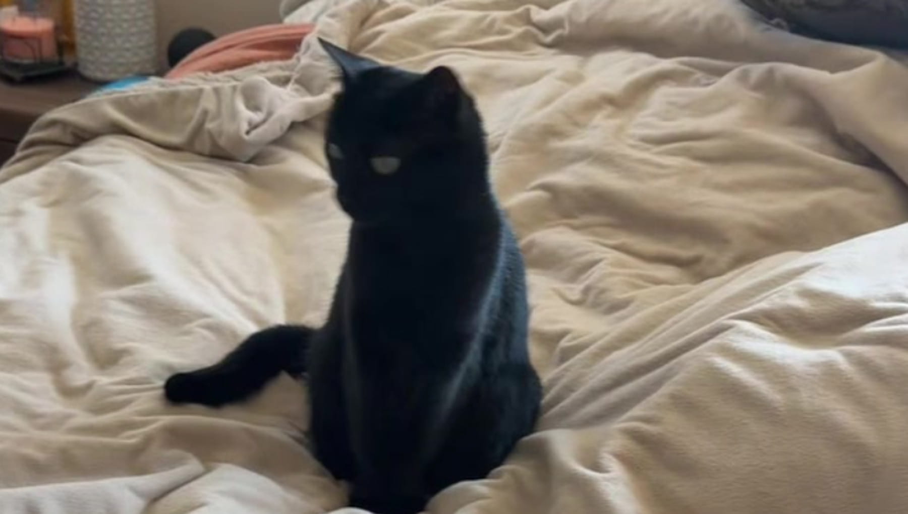 Il gatto randagio dorme per la prima volta a pancia in su: ecco come Mr ...