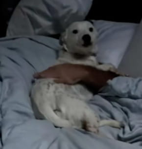 Quello che il cane Pearl fa tutte le mattine ha fatto fallire, per un ...